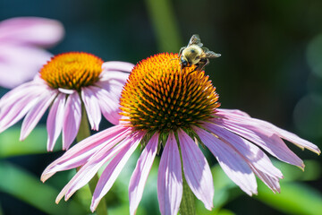 Purple coneflower, or echinacea, is a popular sun perennial in pollinator gardening. Seen here with active honey bees. Shot in the Toronto Beaches in July. Room for text.