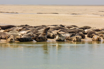 Eine spektakuläre Robbenkolonie in Berck-sur-Mer/Frankreich am Ärmelkanal. Vor der Ebbe werden die Sandbänke freigelegt, wo die Robben sich aufwärmen und ausruhen. Fotografiert am 20. Juli 2022.