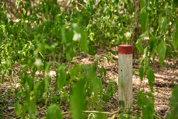 Stake used to demarcate an ecological tourism trail. Concepts: healthy active living, nature tourism, enjoyment of the outdoors.