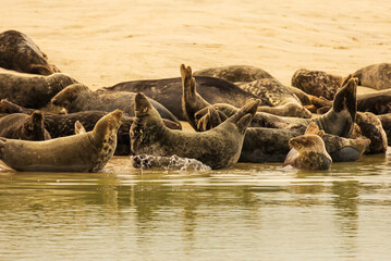 Fototapeta premium Eine spektakuläre Robbenkolonie in Berck-sur-Mer/Frankreich am Ärmelkanal. Vor der Ebbe werden die Sandbänke freigelegt, wo die Robben sich aufwärmen und ausruhen. Fotografiert am 20. Juli 2022.