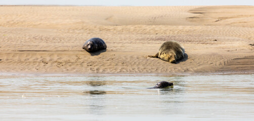 Eine spektakuläre Robbenkolonie in Berck-sur-Mer/Frankreich am Ärmelkanal. Vor der Ebbe werden die Sandbänke freigelegt, wo die Robben sich aufwärmen und ausruhen. Fotografiert am 20. Juli 2022.