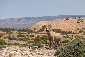 Bighorn Sheep Ram in Summer in Montana