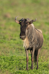 Wildebeest Heards Roaming Across the Plains of Tanzania during the Great Migration Birthing Season