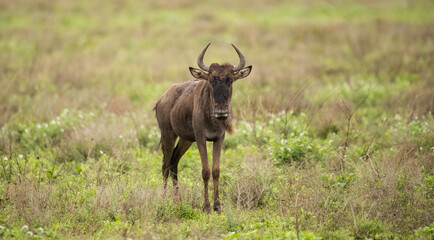 Naklejka na ściany i meble Wildebeest Heards Roaming Across the Plains of Tanzania during the Great Migration Birthing Season
