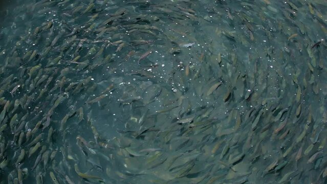 Trout fishes are swimming in rounds within a pool inside a fish farm, Turkey.