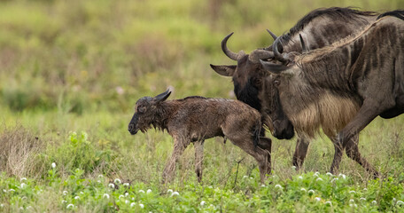 Wildebeest Heards Roaming Across the Plains of Tanzania during the Great Migration Birthing Season