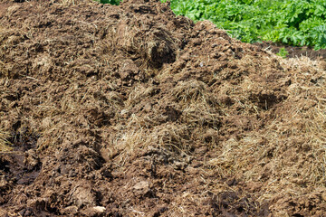 Manure in heaps on a field on a farm in summer