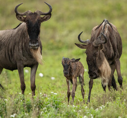 Wildebeest Heards Roaming Across the Plains of Tanzania during the Great Migration Birthing Season