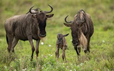 Wildebeest Heards Roaming Across the Plains of Tanzania during the Great Migration Birthing Season