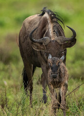 Wildebeest Heards Roaming Across the Plains of Tanzania during the Great Migration Birthing Season