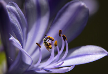 Close-up of blooming Agapanthus, or Lily of the Nile with a collecting bee  on a black background