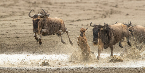 Wildebeest Heards Roaming Across the Plains of Tanzania during the Great Migration Birthing Season
