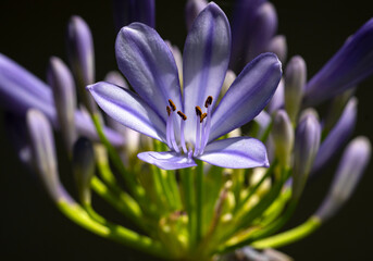 Close-up of blooming Agapanthus, or Lily of the Nile on a black background