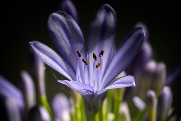 Fototapeta premium Close-up of blooming Agapanthus, or Lily of the Nile on a black background