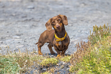 Miniature dachshund looking at the camera - 519225558