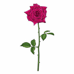 Realistic hand drawn dark red rose flower with leaves and stem. Vector illustration.