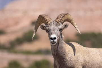 Bighorn Sheep Ram in Summer in Montana
