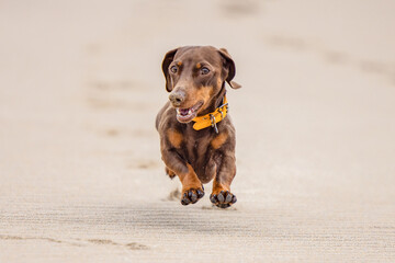 Miniature dachshund running on the beach - 519225701