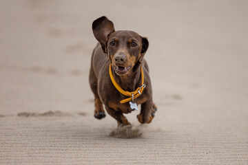 Miniature dachshund running on the beach - 519225714