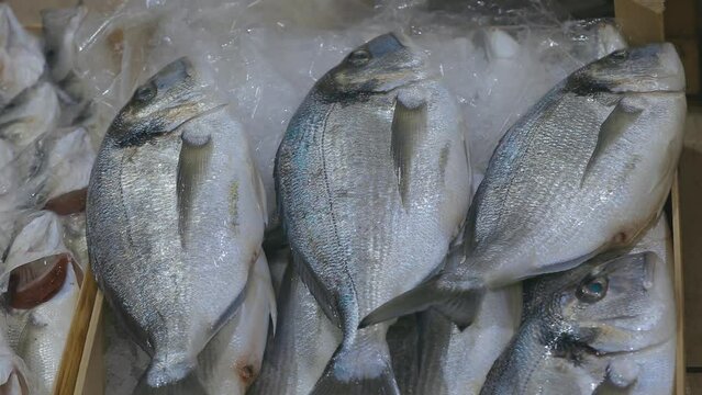 Sea bream fishes are seen on a counter in local fish market.