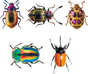 Set of graphical hand-drawn bugs, butterfly	