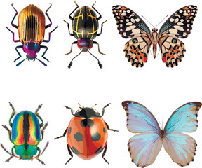 Set of graphical hand-drawn bugs, butterfly	