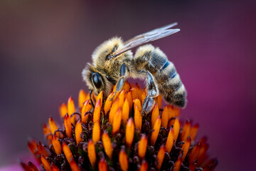 close up macro of bee on a coneflower - 519225977