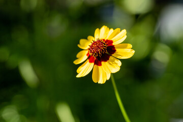 close up macro of yellow blooming garden flower - 519225984