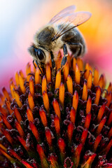 close up macro of bee on a coneflower - 519225988