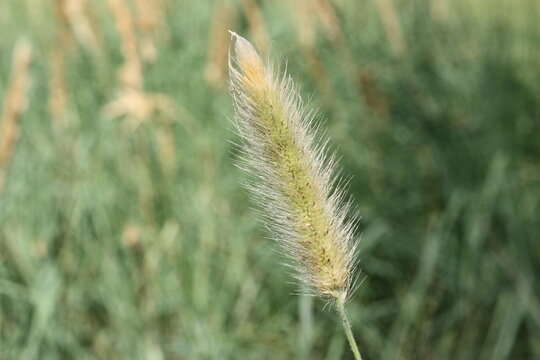 Green foxtail or wild foxtail millet, green bristlegrass (Setaria viridis) close-up, Greece, Thasos island