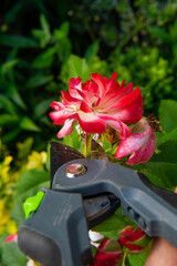 pruning the rose after flowering in the kitchen garden with secateurs, gardening work