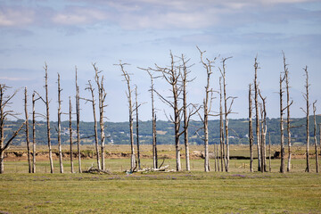 Row of dead trees in Wales - 519226151