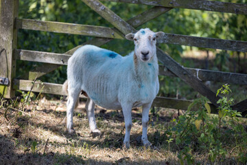 Single Sheep in a Field, Wales - 519226156