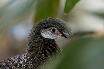 Grey peacock-pheasant