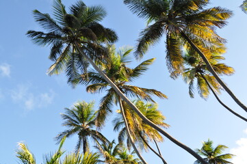 Fototapeta na wymiar palms in the air