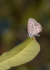 Fototapeta na wymiar Blue butterfly standing on green leaf in Izmir
