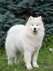 Obraz premium White Samoyed puppy sits on the green grass. Dog in nature, a walk in the park