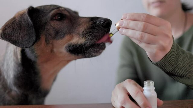 Pet dog taking cbd hemp oil - Canine licking medicine cannabis dropper for anxiety treatment