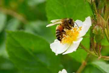 Fototapeta na wymiar Vielblütige Rose mit Biene (Rosa multiflora)