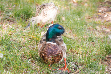 Birds and animals in wildlife concept. Wild ducks are resting on the grass near the lake. A male mallard in the foreground and a female mallard in the background on the shore of a pond