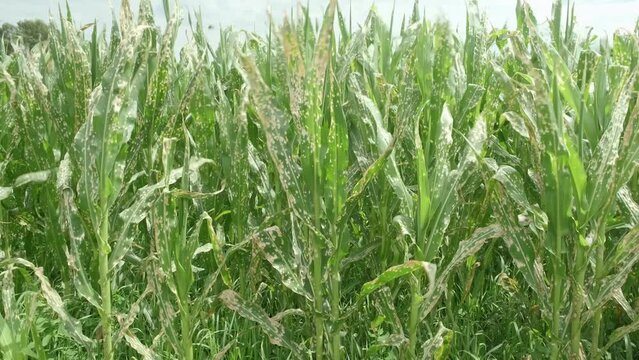 Corn plants wilting and dead after wrong applying herbicide in cornfield. Damage to agribusiness, insured event, reason for indemnification events