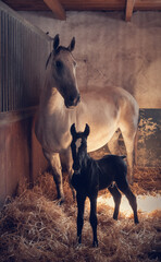 Lipizzaner horse with its foal