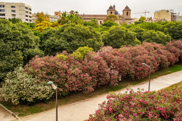 View over a park in Valencia with blooming oleanders