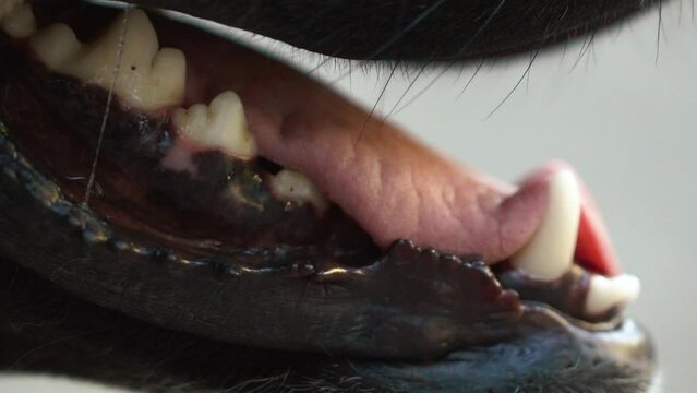 Extreme close up dog's mouth breath with tongue and teeth. Close up. Pet dog teeth. High quality FullHD footage