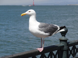 Goéland sur un ponton