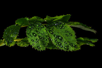 Fresh raindrops on green leaves closeup