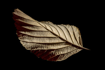 single dry brown foliage leaf in autumn in closeup