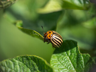 Colorado potato beetle in a cultivated field, on potato leaves