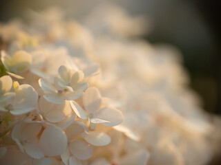 białe kwiaty, macro, rozmyte tło