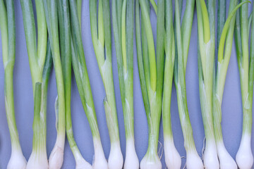 gray background with green spring onions lie to each other on it close up